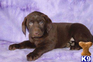 Labrador Retriever Puppies for Sale